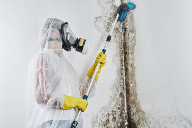 Mold Removal for HVAC Installations in Fairview Heights, IL