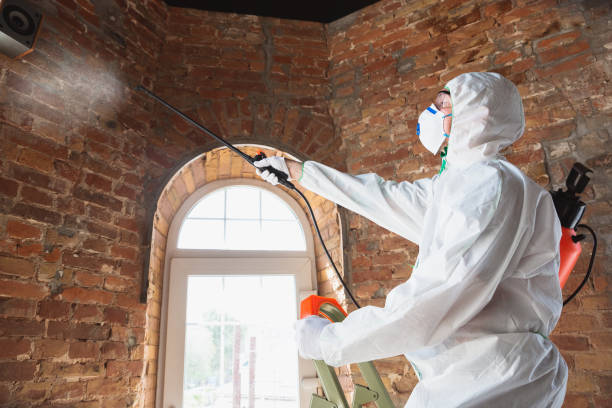 Why You Should Choose Our Mold Remediation Services in Fairview Heights, IL